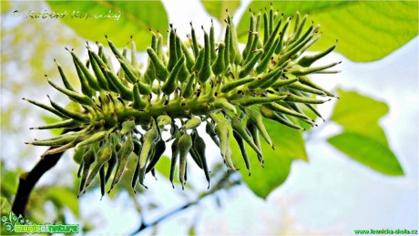 Vrba jíva - Salix caprea - Foto Robert Kopeký