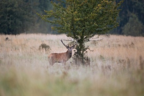 Jelen lesní - Cervus elaphus - Foto Lukáš Zahrádka 0522