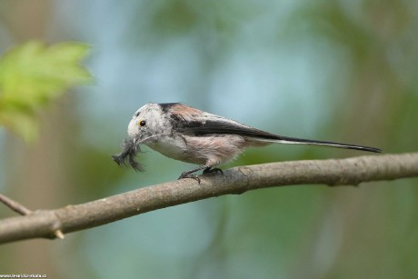 Mlynařík dlouhoocasý - Aegithalos caudatus - Foto Irena Wenischová 0622