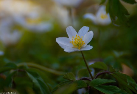 Přehlídka květů na zahradě - Foto Jaroslava Jechová 0422 (2)