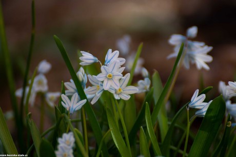 Přehlídka květů na zahradě - Foto Jaroslava Jechová 0422 (4)