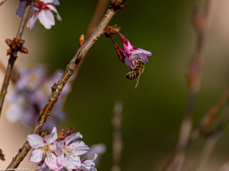 Přehlídka květů na zahradě - Foto Jaroslava Jechová 0422 (6)