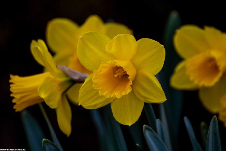 Přehlídka květů na zahradě - Foto Jaroslava Jechová 0422 (7)