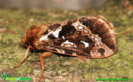 Hrotnokřídlec kapradinový - Hepialus fusconebulosus - Foto G. Ritschel