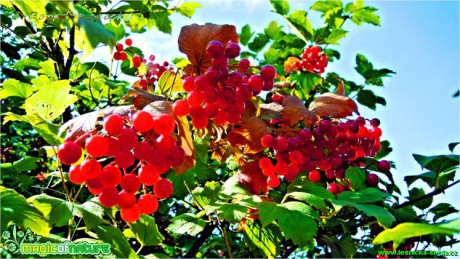 Kalina topolová - Viburnum opulus - Foto Robert Kopeký