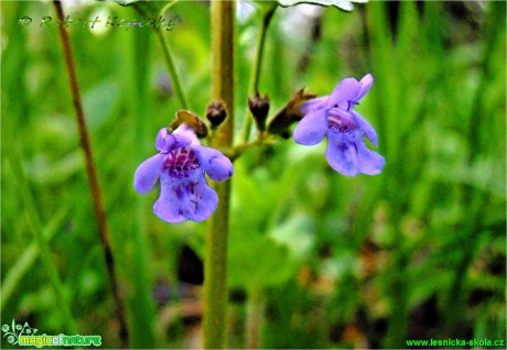 Popenec břečťanovitý  - Glechoma hederacea - Foto Robert Kopeký