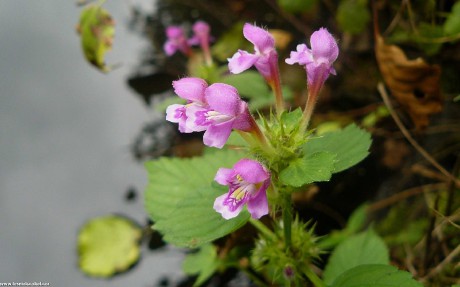 Konopice pýřitá - Galeopsis pubescens - Foto Pavel Stančík 0722