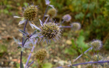 Máčka plocholistá - Eryngium planum - Foto Pavel Stančík 0722