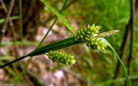 Ostřice bledavá - Carex pallescens - Foto Pavel Stančík 0722
