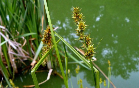 Ostřice ježatá - Carex echinata - Foto Pavel Stančík 0722