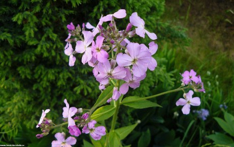 Večernice srstnatá - Hesperis - Foto Pavel Stančík 0722