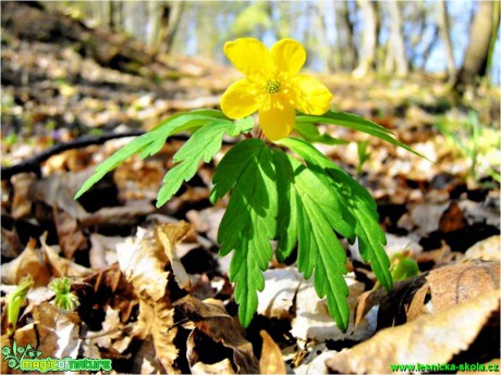 Sasanka pryskyřníkovitá - Anemone ranunculoides - Foto Robert Kopeký