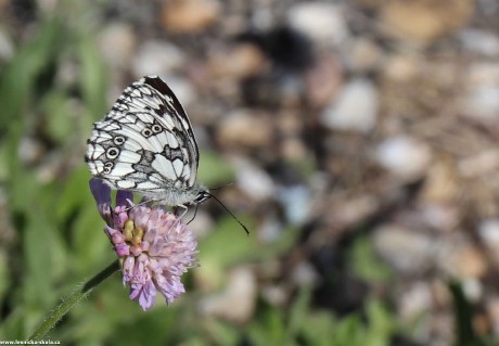 Luční obyvatelé - Foto Rasťo Salčík 0622 (4)