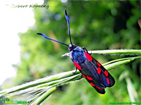 Vřetenuška obecná - Zygaena filipendulae - Foto Robert Kopeký