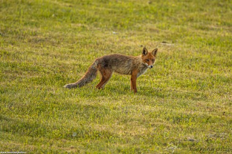 Liška obecná - Vulpes vulpes - Foto Jozef Pitoňák 0722