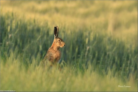 Zajíc polní - Lepus europaeus - Foto Monika Suržinová 0722 (1)