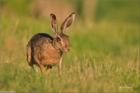 Zajíc polní - Lepus europaeus - Foto Monika Suržinová 0722 (2)