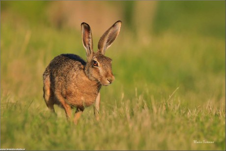 Zajíc polní - Lepus europaeus - Foto Monika Suržinová 0722 (2)