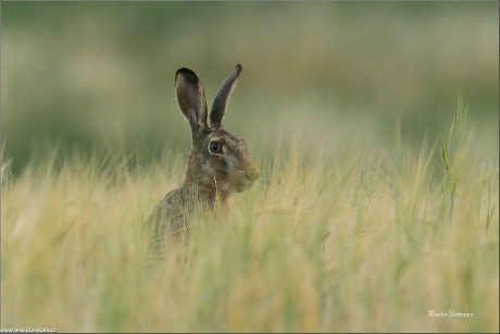 Zajíc polní - Lepus europaeus - Foto Monika Suržinová 0722 (4)