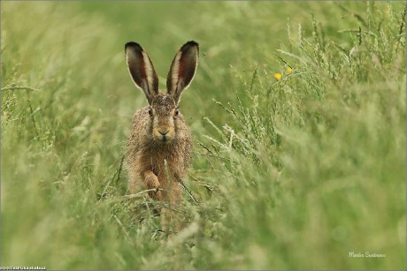 Zajíc polní - Lepus europaeus - Foto Monika Suržinová 0722 (5)