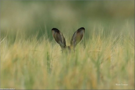 Zajíc polní - Lepus europaeus - Foto Monika Suržinová 0722 (6)