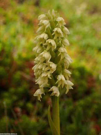 Běloprstka bělavá - Pseudorchis albida - divoká orchidej z Islandu - Foto Petr Mužák 0722