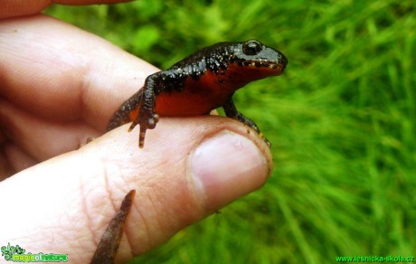 Čolek horský - Triturus alpestris - Foto Pavel Stančík