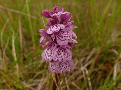 Prstnatec plamatý - Dactylorhiza maculata - divoká orchidej z Islandu - Foto Petr Mužák 0722 (1)
