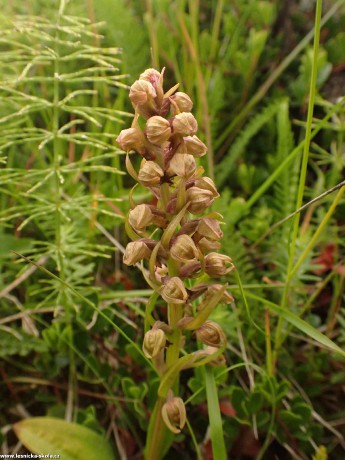 Vemeníček zelený - Coeloglossum viride - divoká orchidej z Islandu - Foto Petr Mužák 0722 (1)
