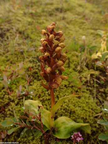 Vemeníček zelený - Coeloglossum viride - divoká orchidej z Islandu - Foto Petr Mužák 0722 (2)