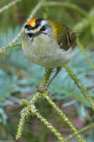 Králíček ohnivý - Regulus ignicapilla - Foto Irena Wenischová 0722