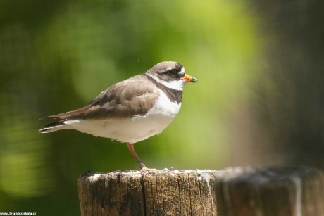 Kulík písečný - Charadrius hiaticula - Foto Irena Wenischová 0722