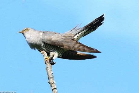 Kukačka obecná - Cuculus canorus - Foto Pavel Balazka 0522