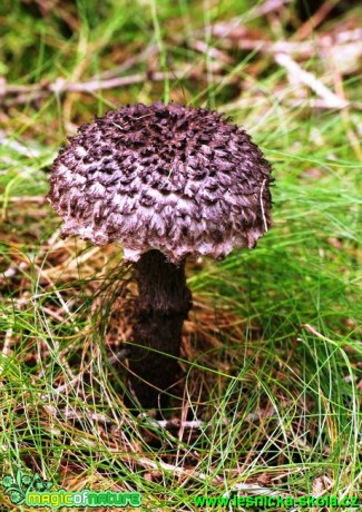 Šiškovec černý - Strobilomyces floccopus - Foto G. Ritschel