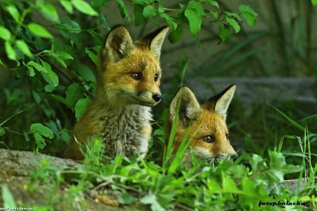 Liška obecná - Vulpes vulpes - Foto Pavel Balazka 0622 (1)