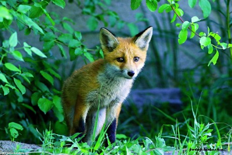 Liška obecná - Vulpes vulpes - Foto Pavel Balazka 0622 (2)