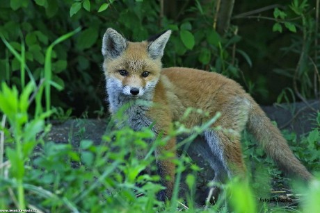 Liška obecná - Vulpes vulpes - Foto Pavel Balazka 0622