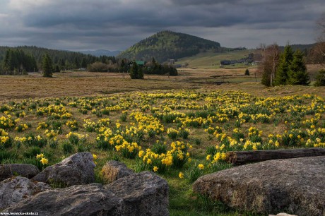 Narcisky u Hnojového domu na Jizerce - Foto Jaroslava Jechová 0522