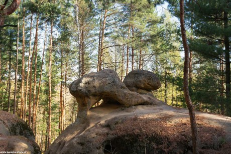 Želva - Borecké skály - Foto Jaroslava Jechová 0422