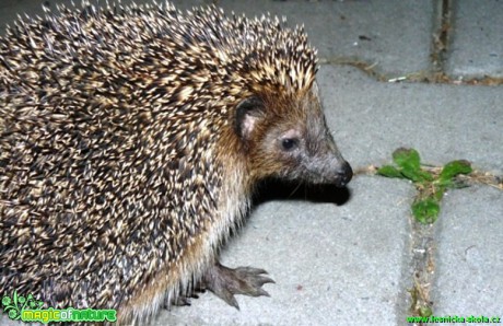 Ježek východní - Erinaceus roumanicus - Foto Pavel Stančík