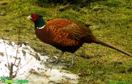 Bažant obecný (kohout) - Phasianus colchicus - Foto Pavel Stančík