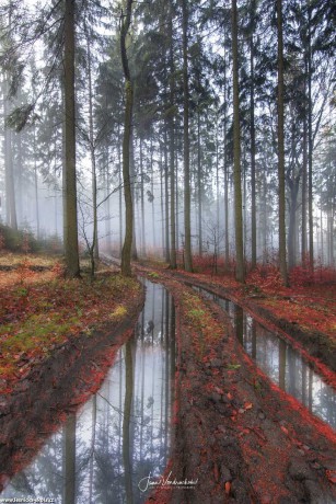 Mnoho tváří lesa - Foto Jana Vondráčková 0222