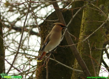 Brkoslav severní - Bombycilla garrulus - Foto Pavel Stančík