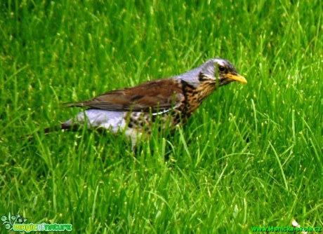 Drozd kvíčala - Turdus pilaris - Foto Pavel Stančík