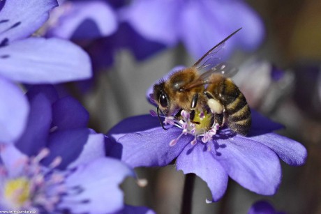 Včela medonosná - Apis mellifera - Foto Marie Vykydalová 0222 (1)