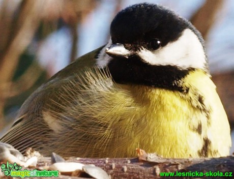 Sýkora koňadra - Parus major - Foto David Hlinka (1)