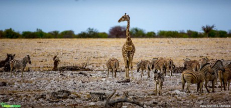 Jarní Namíbie plná zvířat - Foto Ladislav Hanousek 1121 (6)