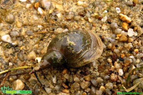 Plovatka bahenní - Lymnaea stagnalis - Foto Pavel Stančík