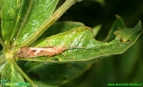 Chrostík - Limnephilus lunatus - Foto G. Ritschel