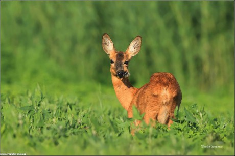 Srnec obecný - Capreolus capreolus - Foto Monika Suržinová 0822 (5)